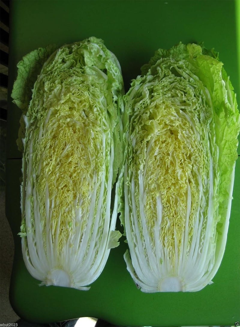 جي جوت الملفوف "آيتشي" المكون الرئيسي في كيمتشي 200 بذرة، يُزرع في الربيع/الصيف/أوائل الخريف - Image 2