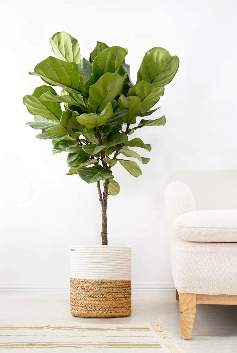 NR Home Stores Hand Crafted Jute Basket For Storagejute baskets for organizing Plant pot Baskets 8x8IN 10 x 10 inch Beige - Image 2