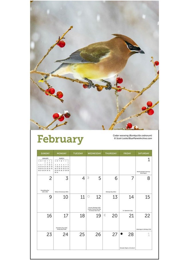 Ziga Media - Songbirds Mini Wall Calendar 2025, 7" X 7" - Image 1