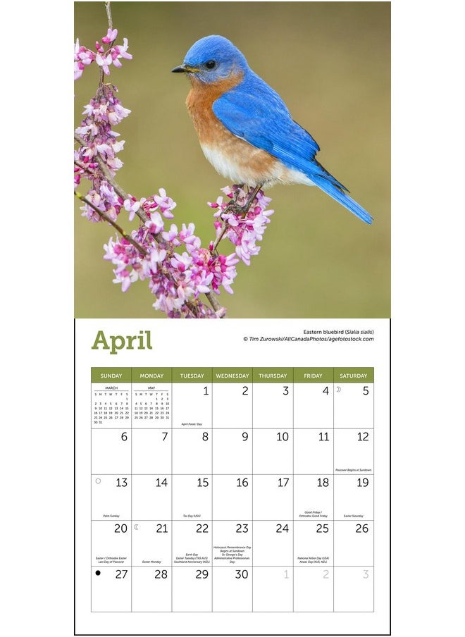 Ziga Media - Songbirds Mini Wall Calendar 2025, 7" X 7" - Image 1