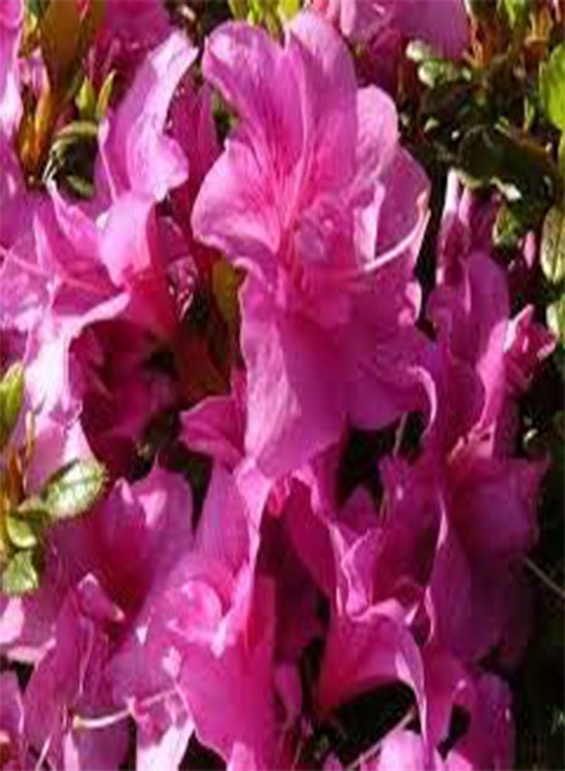 GGOOT seeds Fresh 100 pcs Azalea Flower Seeds for Planting Rose Pink