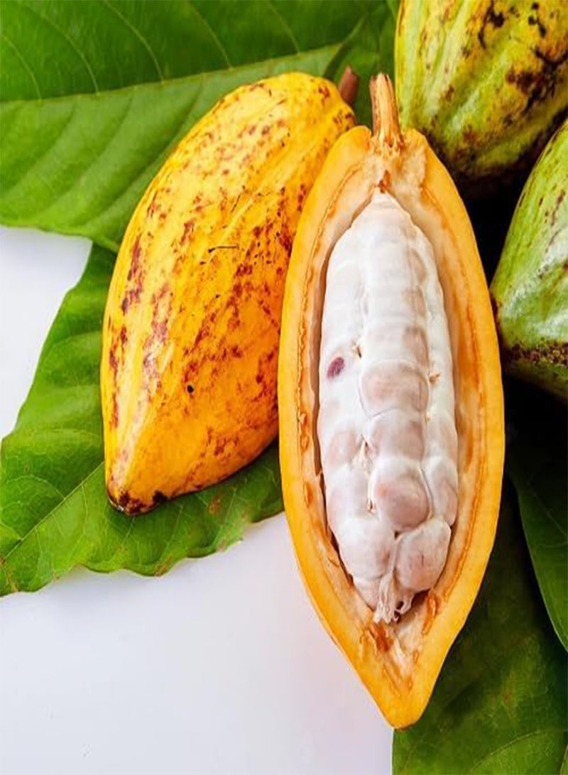 جي جوت 60 قطعة من بذور فاكهة الكاكاو - Image 1