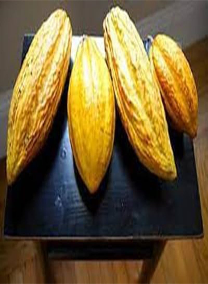 جي جوت 60 قطعة من بذور فاكهة الكاكاو - Image 4