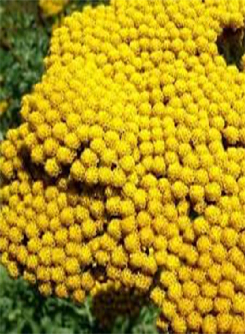 Yarrow Gold Achillea Filipendulina - 5,00 Bulk (PKD) Seeds