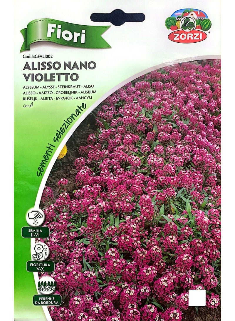 ZORZI ALYSSUM NANO VIOLETTO Seeds - Image 1