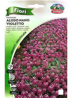 ZORZI ALYSSUM NANO VIOLETTO Seeds  - Image 2