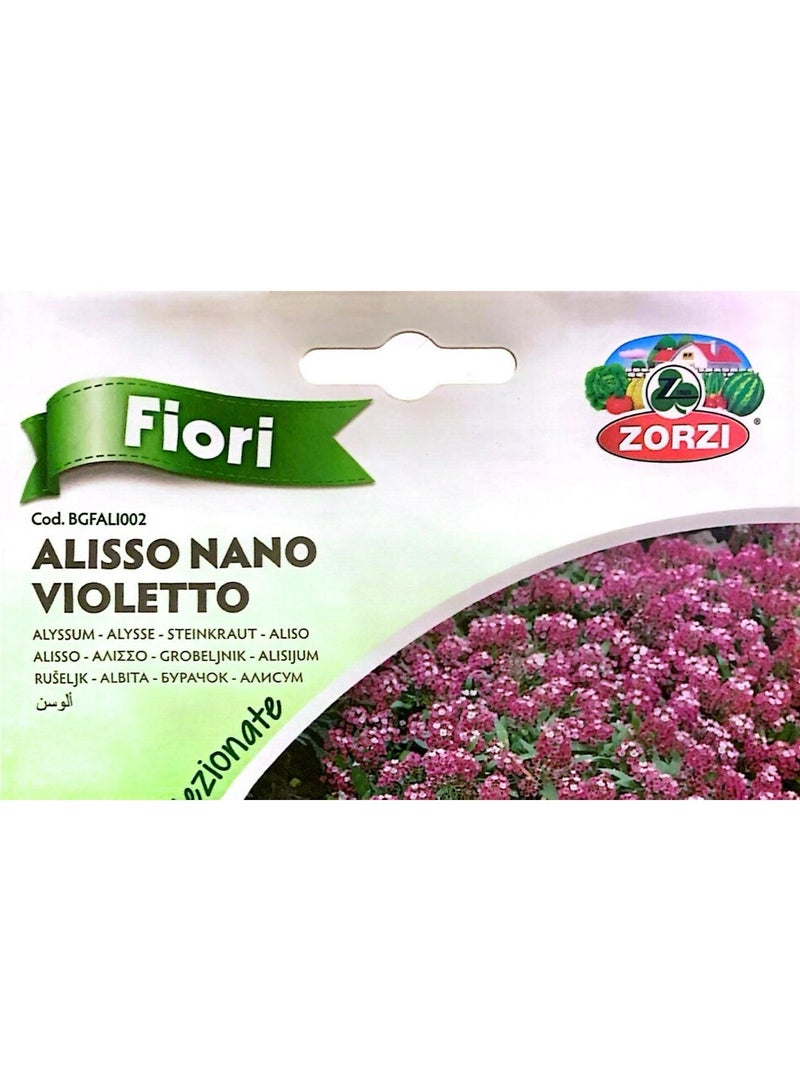 ZORZI ALYSSUM NANO VIOLETTO Seeds - Image 3