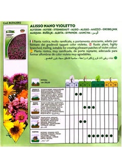 ZORZI ALYSSUM NANO VIOLETTO Seeds  - Image 4