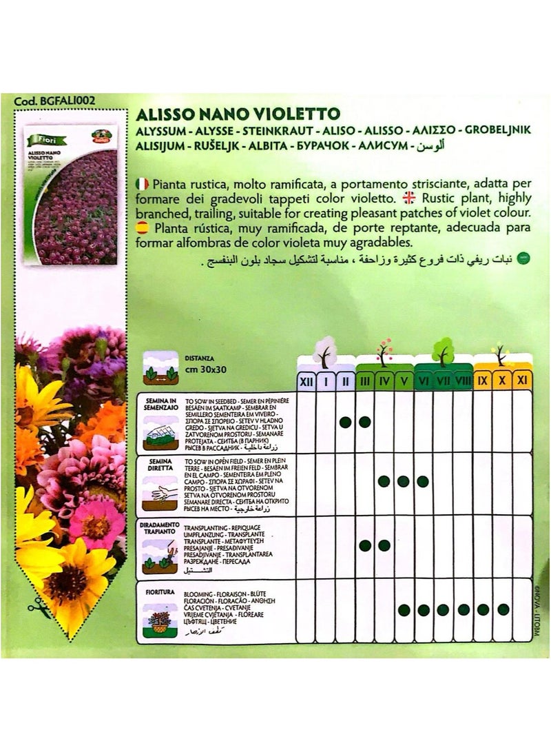 ZORZI ALYSSUM NANO VIOLETTO Seeds - Image 4