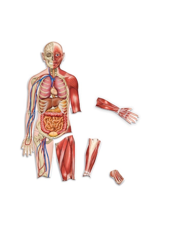 ليرننج ريسورسز نموذج جسم الإنسان المغناطيسي مزدوج الجوانب من Learning Resources، مجموعة تعليم تشريح للأطفال بطول 90 سم، تتضمن 17 قطعة مغناطيسية، أنظمة الهيكل العظمي والأعضاء، مع خاصية الكتابة والمسح، لعبة تعليمية للفصول الدراسية والمنزل - Image 1