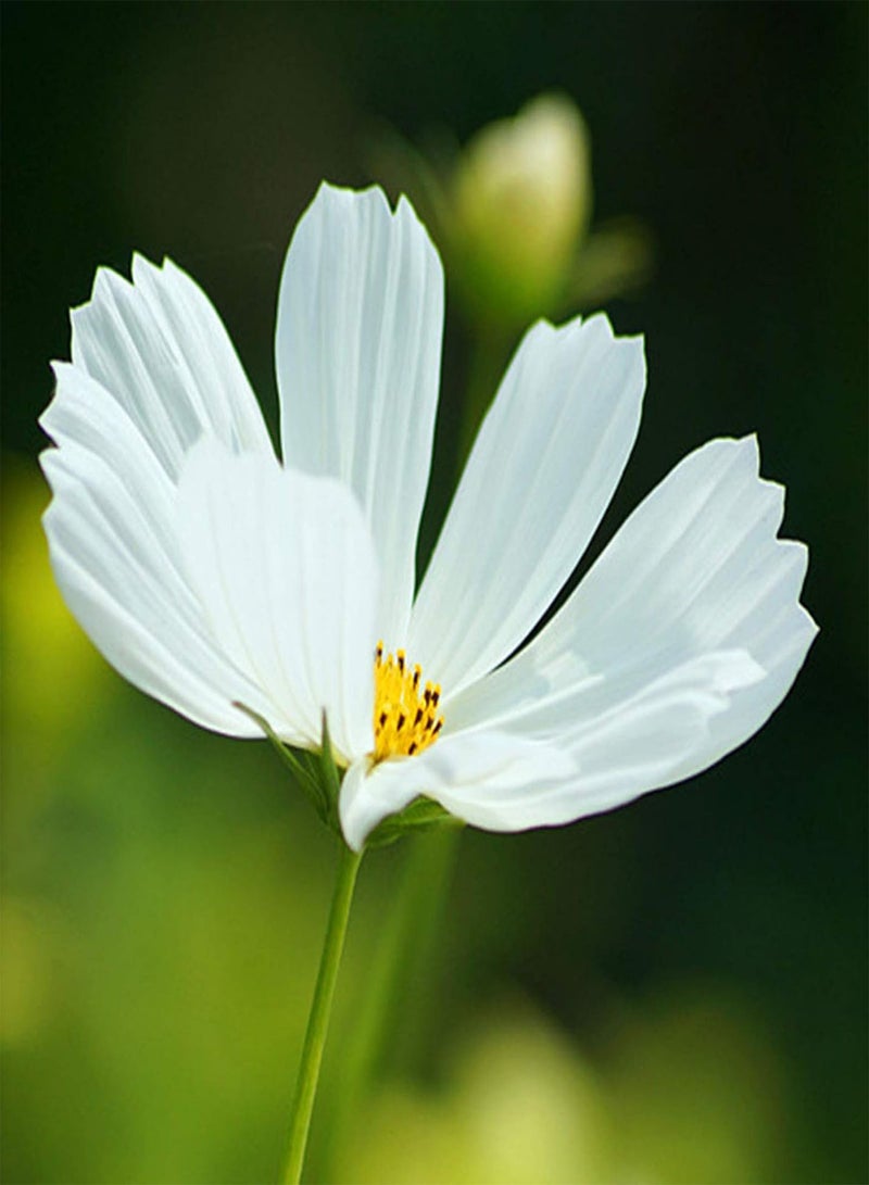 جي جوت 150 قطعة من بذور زهرة كوزموس بيبيناتا للزراعة، حديقة المنزل، بونساي، نبات زينة سهل الزراعة، البستنة، ديكور المنزل - بذور كوزموس بيبيناتا - Image 5