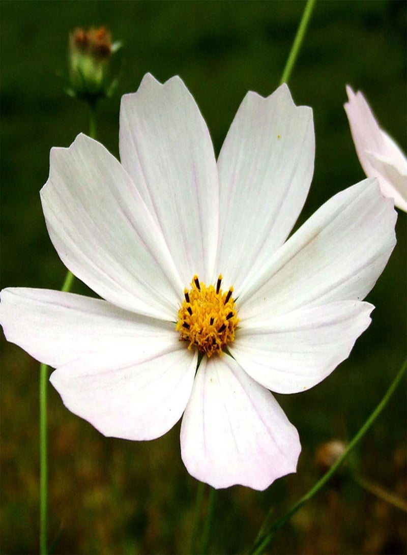 جي جوت 150 قطعة من بذور زهرة كوزموس بيبيناتا للزراعة، حديقة المنزل، بونساي، نبات زينة سهل الزراعة، البستنة، ديكور المنزل - بذور كوزموس بيبيناتا - Image 3