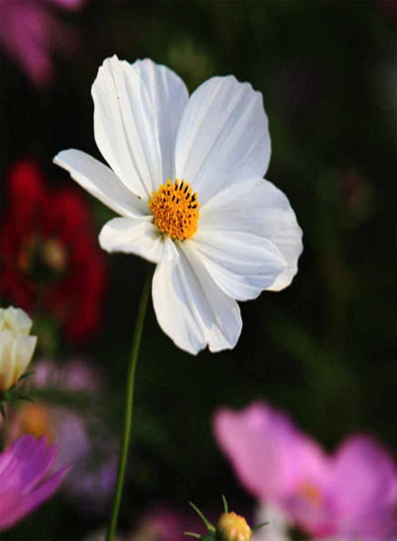 جي جوت 150 قطعة من بذور زهرة كوزموس بيبيناتا للزراعة، حديقة المنزل، بونساي، نبات زينة سهل الزراعة، البستنة، ديكور المنزل - بذور كوزموس بيبيناتا - Image 4