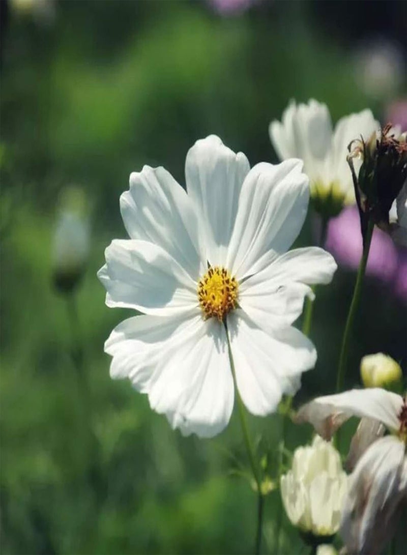 جي جوت 150 قطعة من بذور زهرة كوزموس بيبيناتا للزراعة، حديقة المنزل، بونساي، نبات زينة سهل الزراعة، البستنة، ديكور المنزل - بذور كوزموس بيبيناتا - Image 1