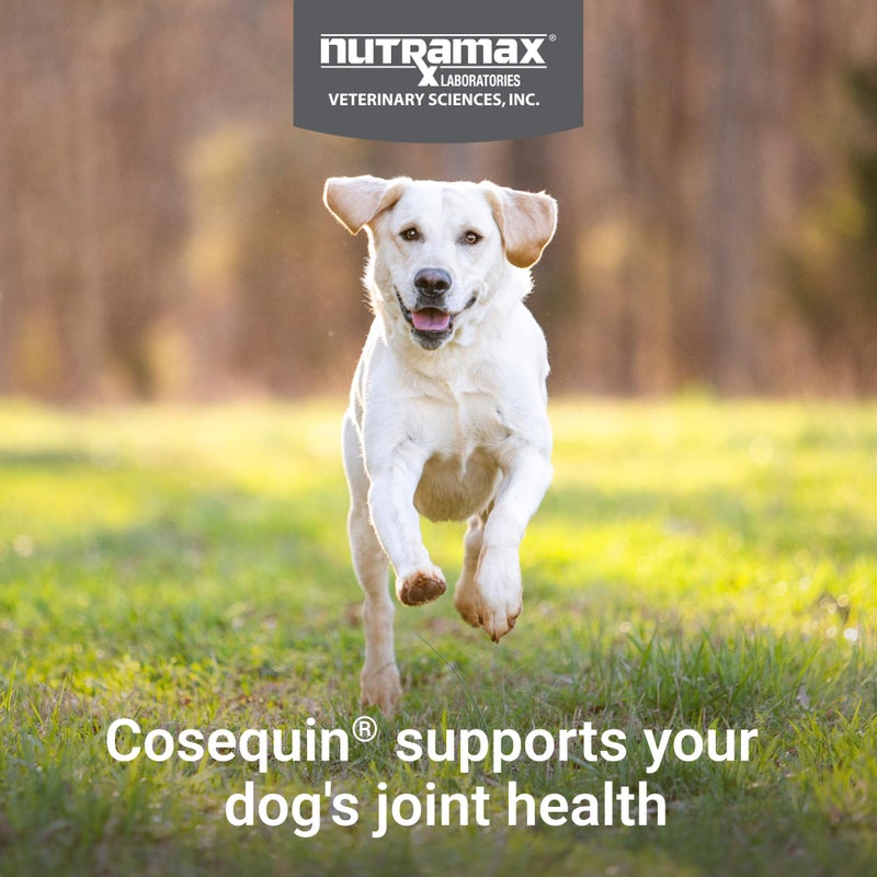 Nutramax Laboratories Nutramax Cosequin for Dogs Joint Health Supplement, Contains Glucosamine, Plus Chondroitin, MSM and Omega-3s, Supports Joint and Skin and Coat Health, Soft Chews, 120 Count - Image 3