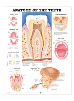 ACC Anatomy of the Teeth Anatomical Chart  - Image 2
