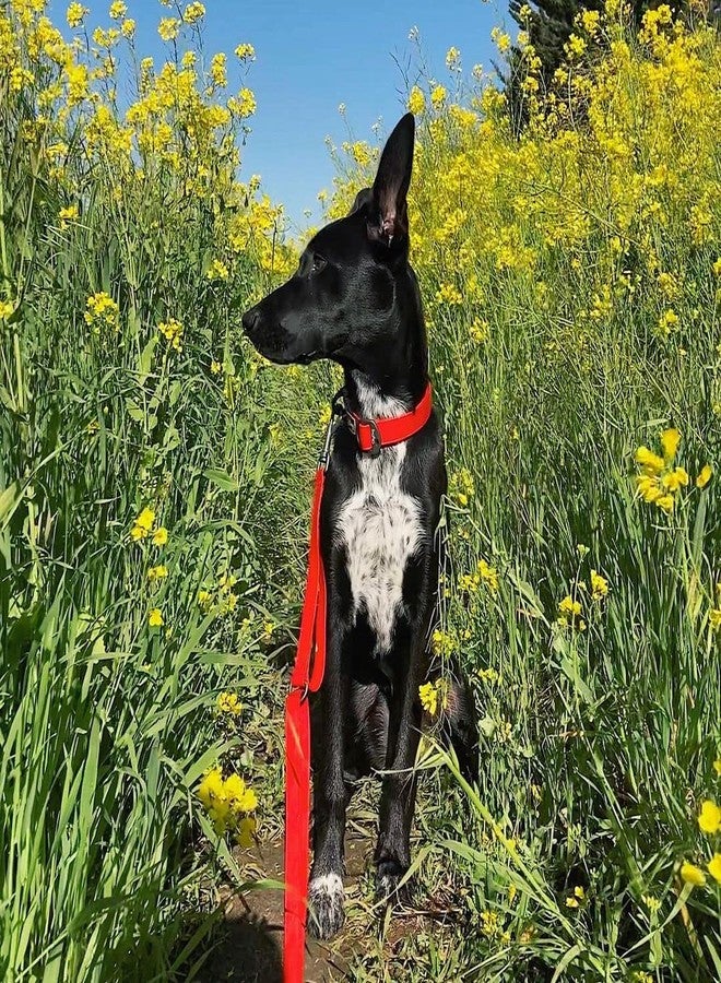 OllyDog طوق OllyDog Tilden، طوق مقاوم للماء للكلاب مع مشبك سريع الفتح، حزام منسوج مقاوم للروائح، طوق خفيف الوزن للكلاب الكبيرة والمتوسطة والصغيرة (صغير، أحمر) - Image 5