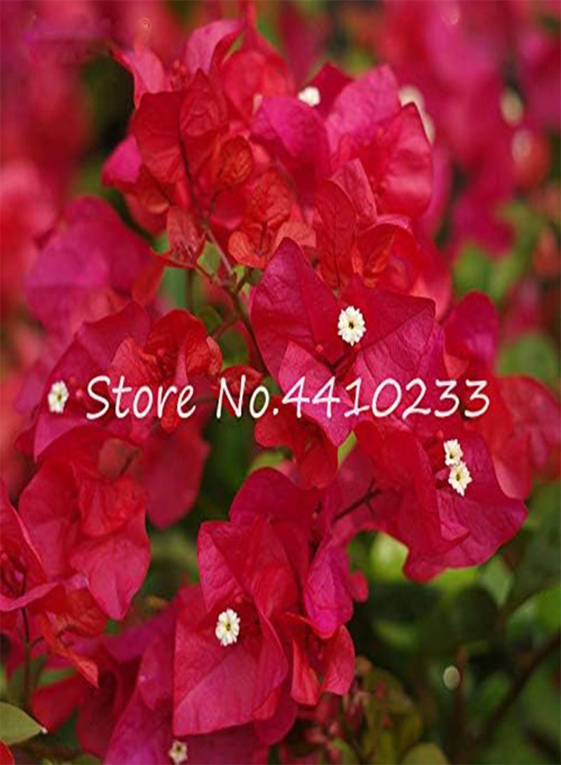 GGOOT New 50 Pcs Bougainvillea Flower Seeds for Gardening Mixed Colour 2 - Image 4