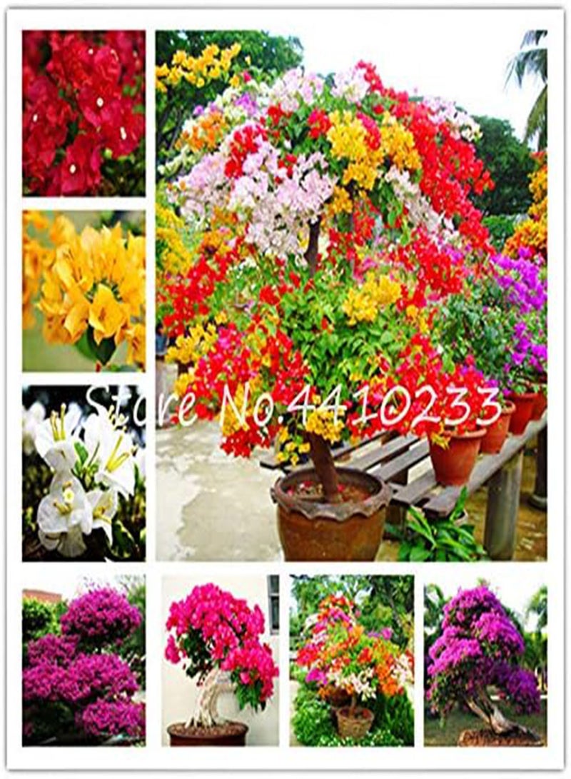 GGOOT New 50 Pcs Bougainvillea Flower Seeds for Gardening Mixed Colour 2 - Image 2