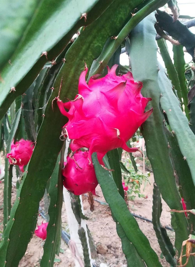 GGOOT 100Pcs Pitaya Seeds Dragon Fruit White Pulp Cactus Fruit Easy to Plant Indoors Outdoors Evergreen Decorated Garden Strong Adaptability - Image 3