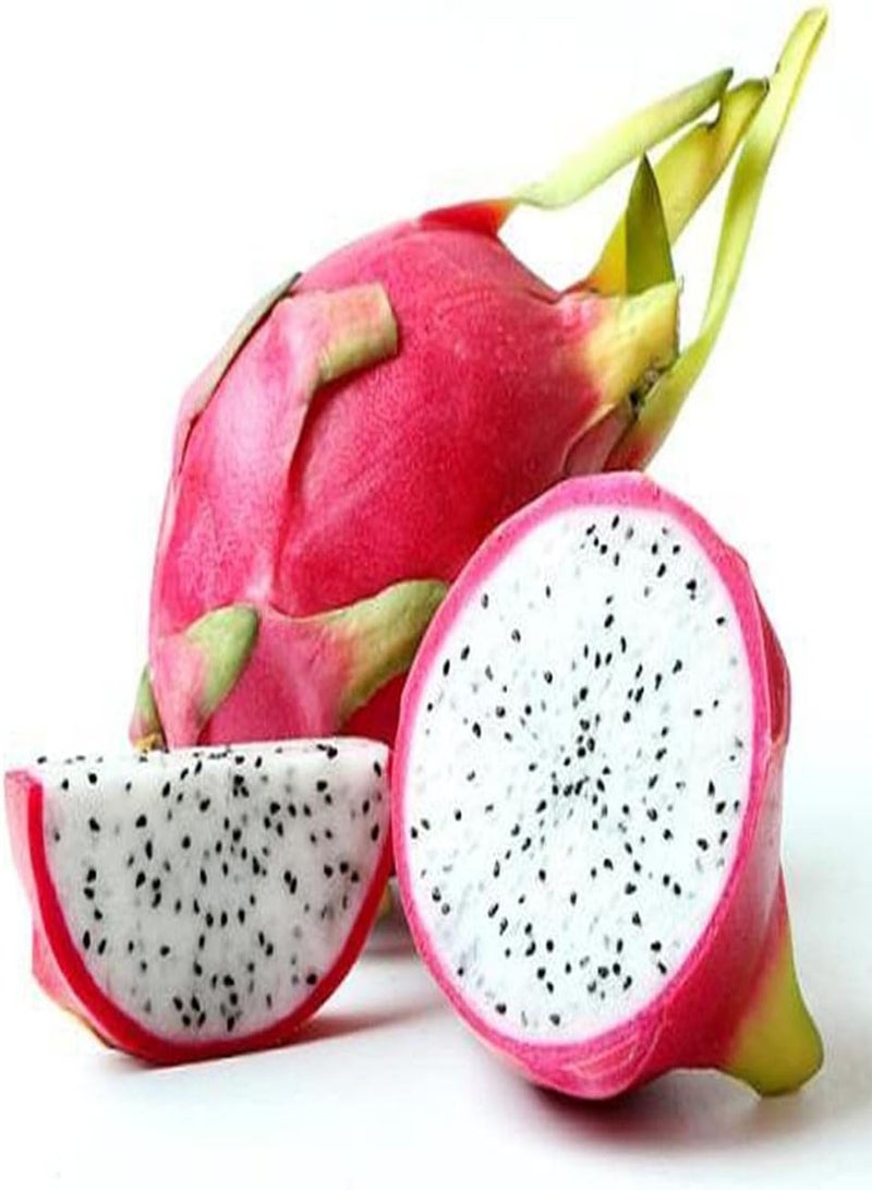 GGOOT 100Pcs Pitaya Seeds Dragon Fruit White Pulp Cactus Fruit Easy to Plant Indoors Outdoors Evergreen Decorated Garden Strong Adaptability - Image 1