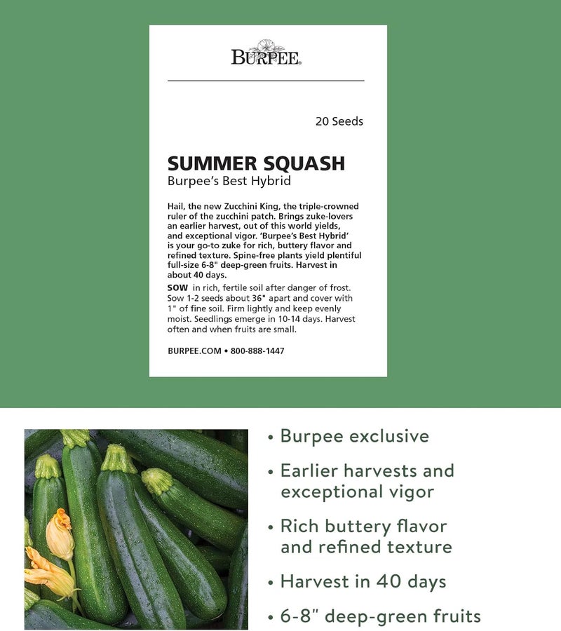 Burpee بذور كوسا صيفية من بربي الأفضل 20 بذور - Image 2