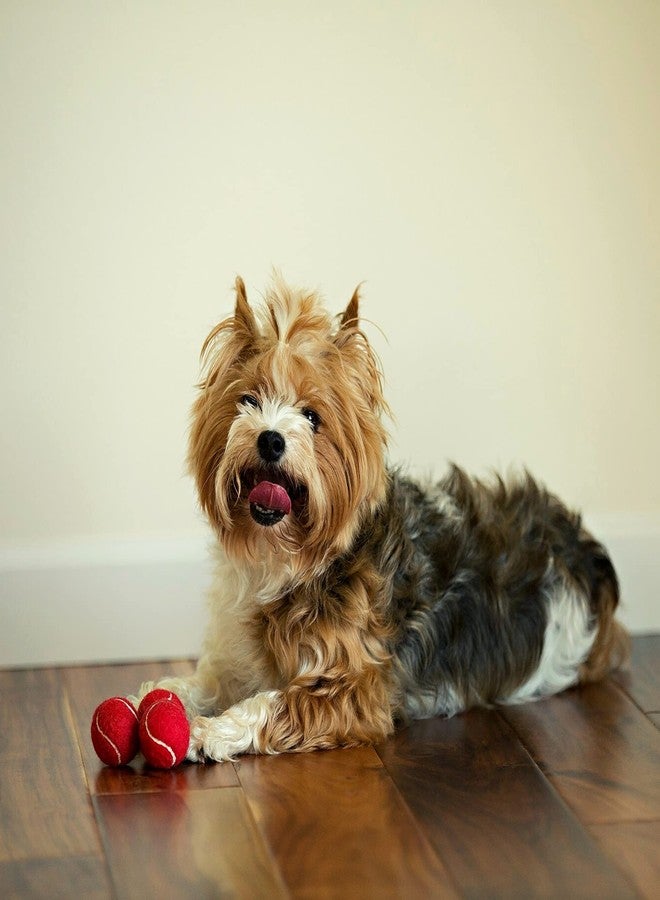 Midlee MINI Dog Tennis Balls, Red, 1.5" 12-Pack- Fetch Ball Laucher Pet Small Tennis Balls - Image 2