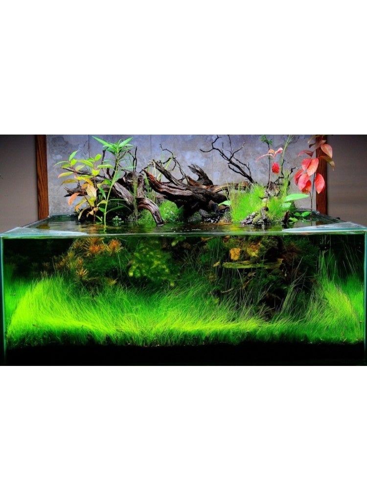 Dymax Shallow Aquarium 75CM X 30CM X 20CM (6 MM) - Image 3