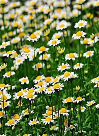 300Pcs Daisy Seeds - pzsku/ZB73A6E789E83E8907793Z/45/_/1729761006/a3fd0bc4-e107-4902-80a8-0155519f10ed