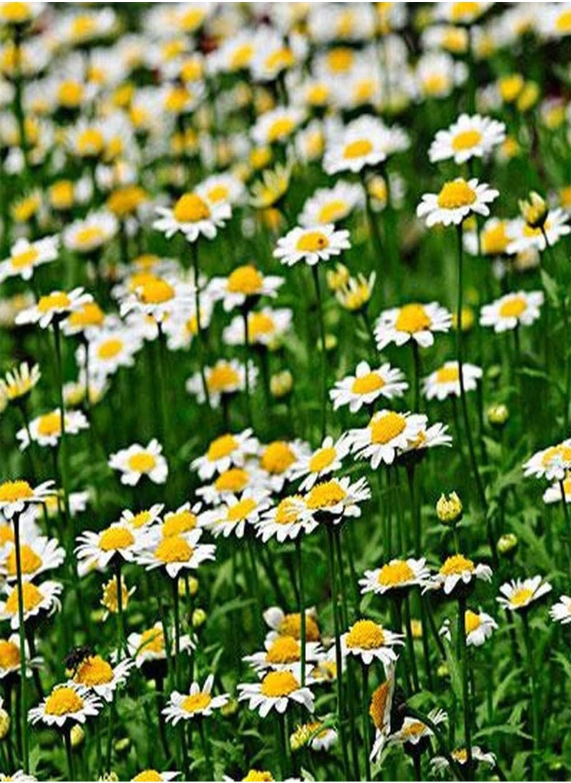 300Pcs Daisy Seeds