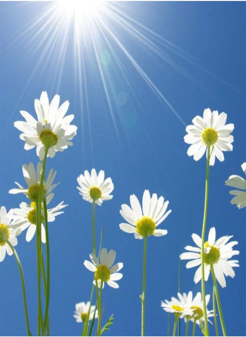 300Pcs Daisy Seeds
