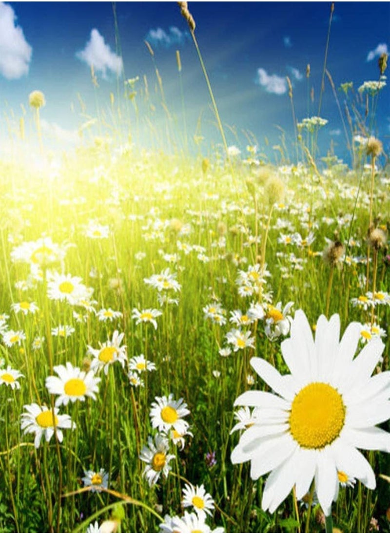 300Pcs Daisy Seeds