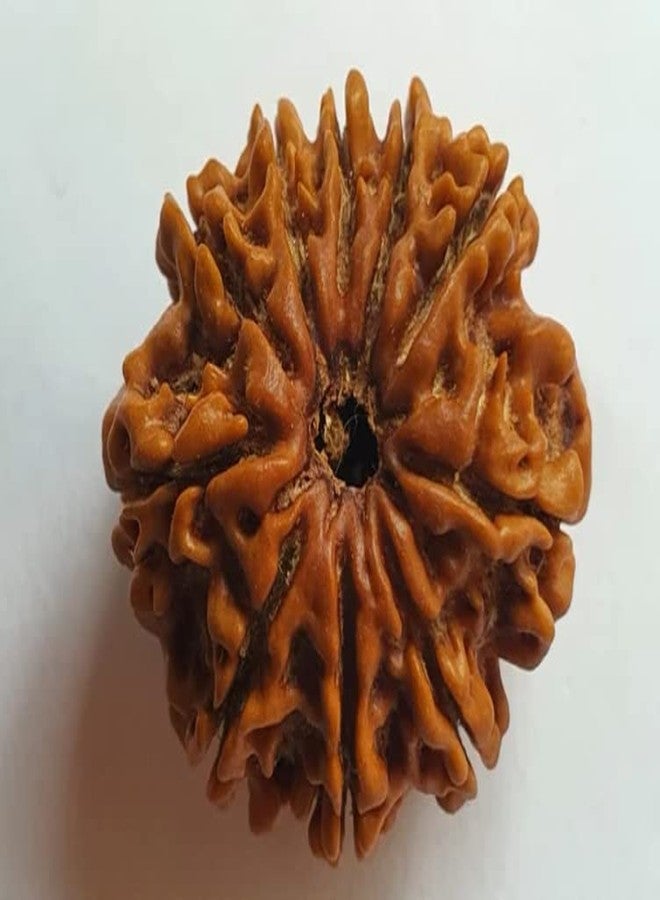 IRIS GEMS 10 وجه رودراكشا أصلي معتمد من IGL 10 موخي رودراكشا مع غطاء فضي 10 مجوهرات رئيسية قلادة داس موخي رودراكشا للرجال والنساء داشا موخي رودراكشا - Image 2