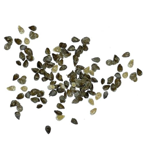 Seed Needs Tiny Tim Tomato Seeds for Planting Dwarf Cherry Tomatoes - Non-GMO Heirloom & Untreated Veggie Seed to Plant a Home Grown Outdoor Vegetable Garden (1 Pack) - Image 5