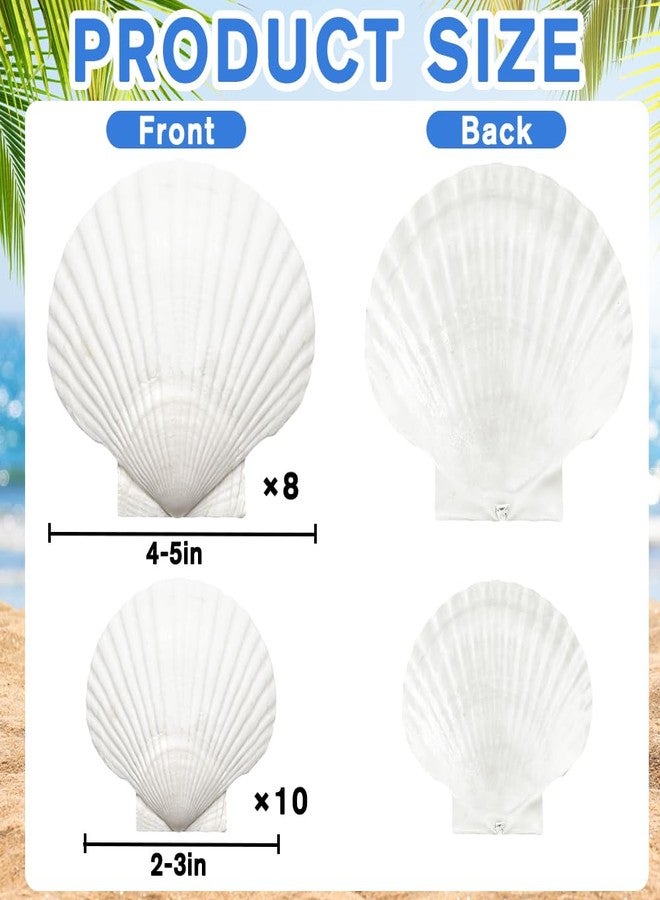 YUJUN 18PCS Large Shell for Crafts DIY Painting Natural Scallop Shells Decoration - Image 2