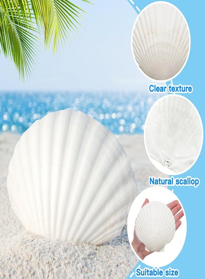 YUJUN 18PCS Large Shell for Crafts DIY Painting Natural Scallop Shells Decoration - Image 3