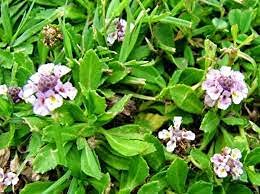 Saara HERBAL FRESH Poduthalai Powder200g Anti Dandruff Powder Phyla Nodiflora Ratuliyo Nela Hippali Kattuttippali Powder Natural Dandruff Removal pack of 2 x 100g - Image 3