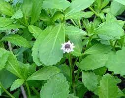 Saara HERBAL FRESH Poduthalai Powder200g Anti Dandruff Powder Phyla Nodiflora Ratuliyo Nela Hippali Kattuttippali Powder Natural Dandruff Removal pack of 2 x 100g - Image 4