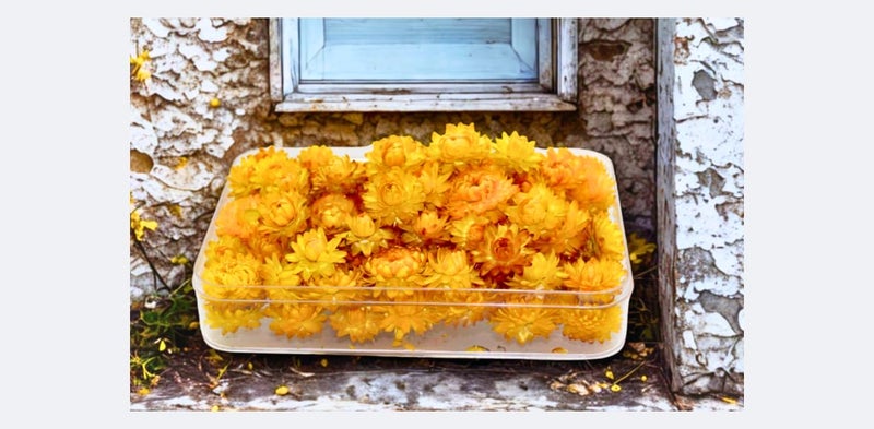FANCY Natural Dried Strawflowers 6 Vibrant Colors, Ready-to-Use Resin Potpourri Floral, Long-Lasting Home Decor Gift in Clear Transparent Display Box (yellow, L) - Image 4