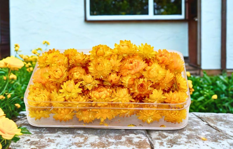 FANCY Natural Dried Strawflowers 6 Vibrant Colors, Ready-to-Use Resin Potpourri Floral, Long-Lasting Home Decor Gift in Clear Transparent Display Box (yellow, L) - Image 2