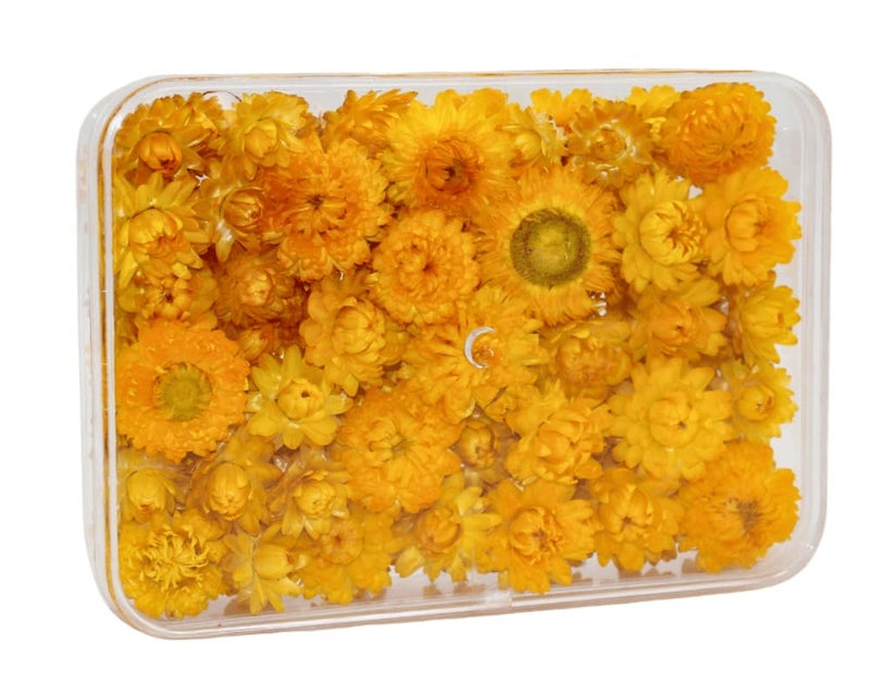 FANCY Natural Dried Strawflowers 6 Vibrant Colors, Ready-to-Use Resin Potpourri Floral, Long-Lasting Home Decor Gift in Clear Transparent Display Box (yellow, L) - Image 3