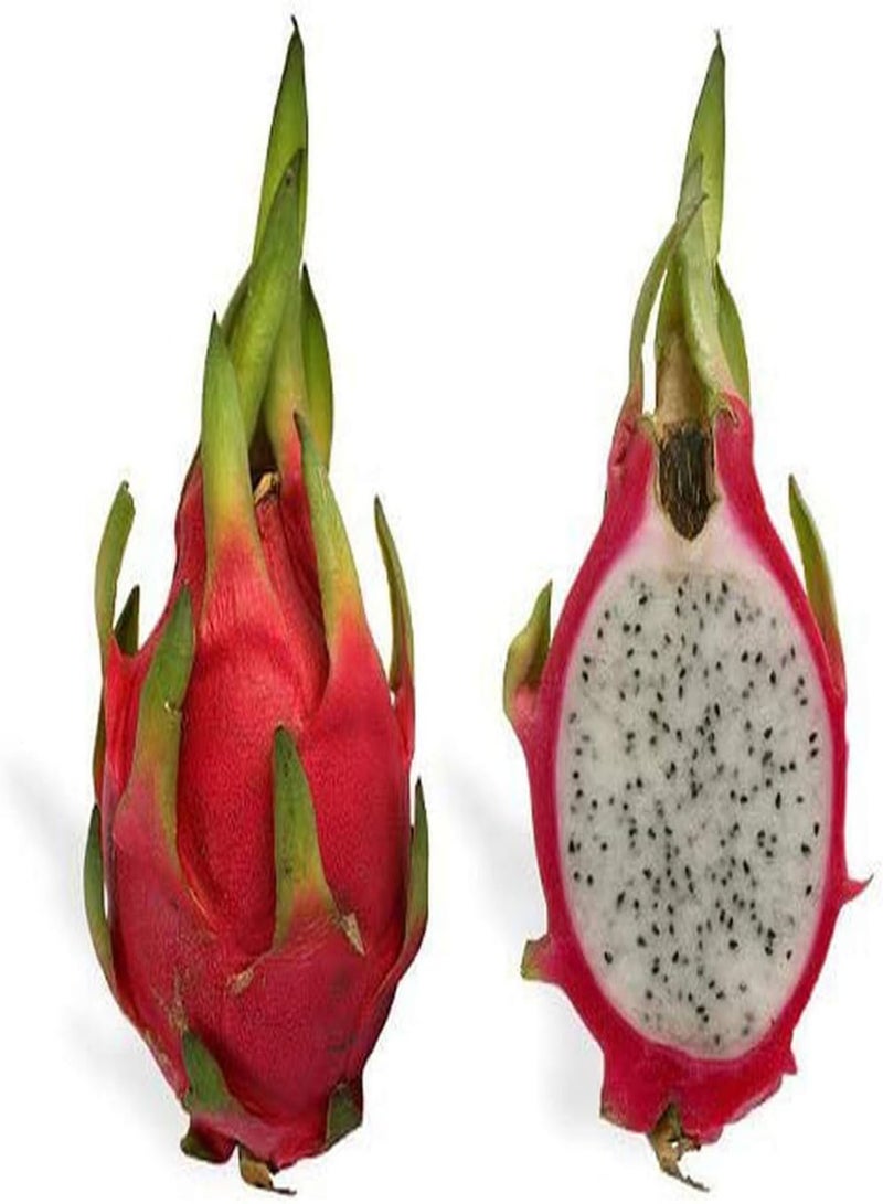 GGOOT 20Pcs Pitaya Seeds Dragon Fruit Perennial Climbing Succulent Fruit Seed Planting in Garden Courtyard Easy to Germinate Don't Need Much Care Enjoy Joy of Harvest - Image 2