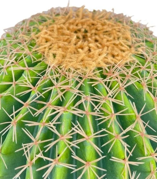 Netten Evime Artificial Flower Echinocactus Grusonii Golden Barrel Cactus 50*35CM Cactus in Black Pot SK4010S