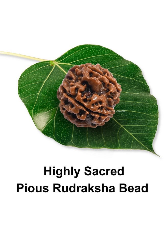 Crystal Heaven Crystal Heaven 5 Mukhi Rudraksha Original Certified Bead - Natural Nepali 5 Mukhi Rudraks For Meditation And Prayer, Protection, Chakra Balancing, Spiritual Growth And Diy Pooja Supplies  - Image 2