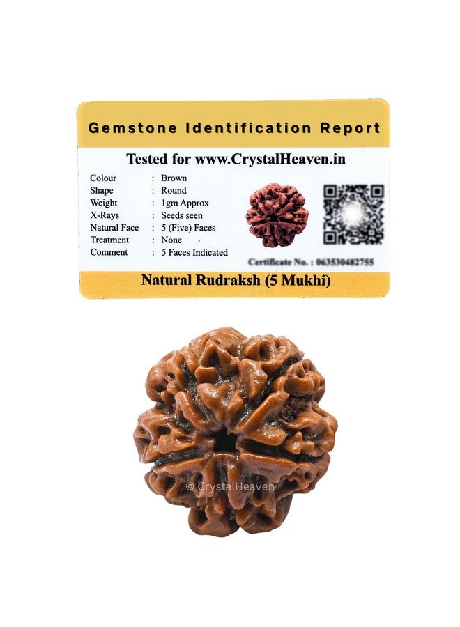 Crystal Heaven Crystal Heaven 5 Mukhi Rudraksha Original Certified Bead - Natural Nepali 5 Mukhi Rudraks For Meditation And Prayer, Protection, Chakra Balancing, Spiritual Growth And Diy Pooja Supplies  - Image 1