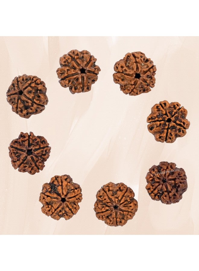 Crystal Heaven Crystal Heaven 5 Mukhi Rudraksha Original Certified Bead - Natural Nepali 5 Mukhi Rudraks For Meditation And Prayer, Protection, Chakra Balancing, Spiritual Growth And Diy Pooja Supplies  - Image 5