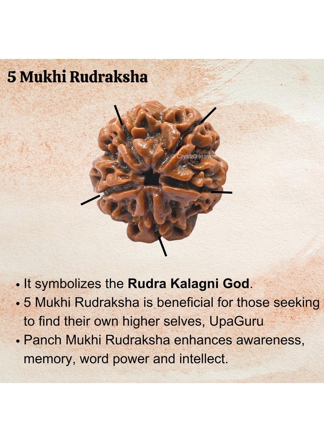 Crystal Heaven Crystal Heaven 5 Mukhi Rudraksha Original Certified Bead - Natural Nepali 5 Mukhi Rudraks For Meditation And Prayer, Protection, Chakra Balancing, Spiritual Growth And Diy Pooja Supplies  - Image 3
