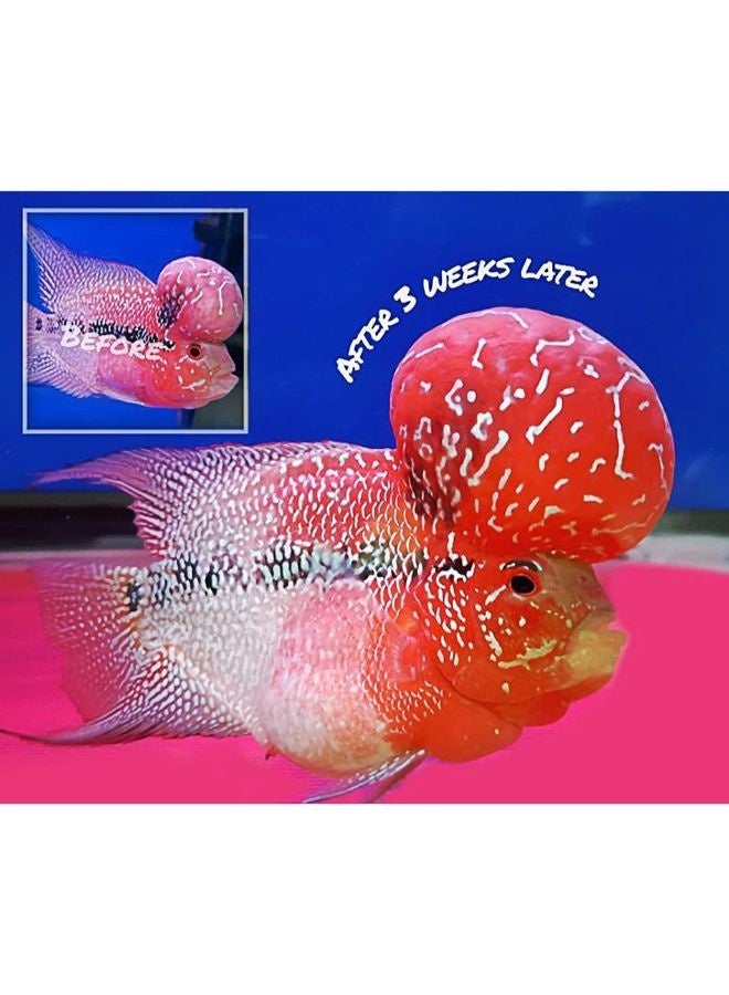OKIKO Head Up Huncher High Protein & Calcium Floating Pellets with Astaxanthin Plus Flowerhorn Cichlid Fish Food - Image 3