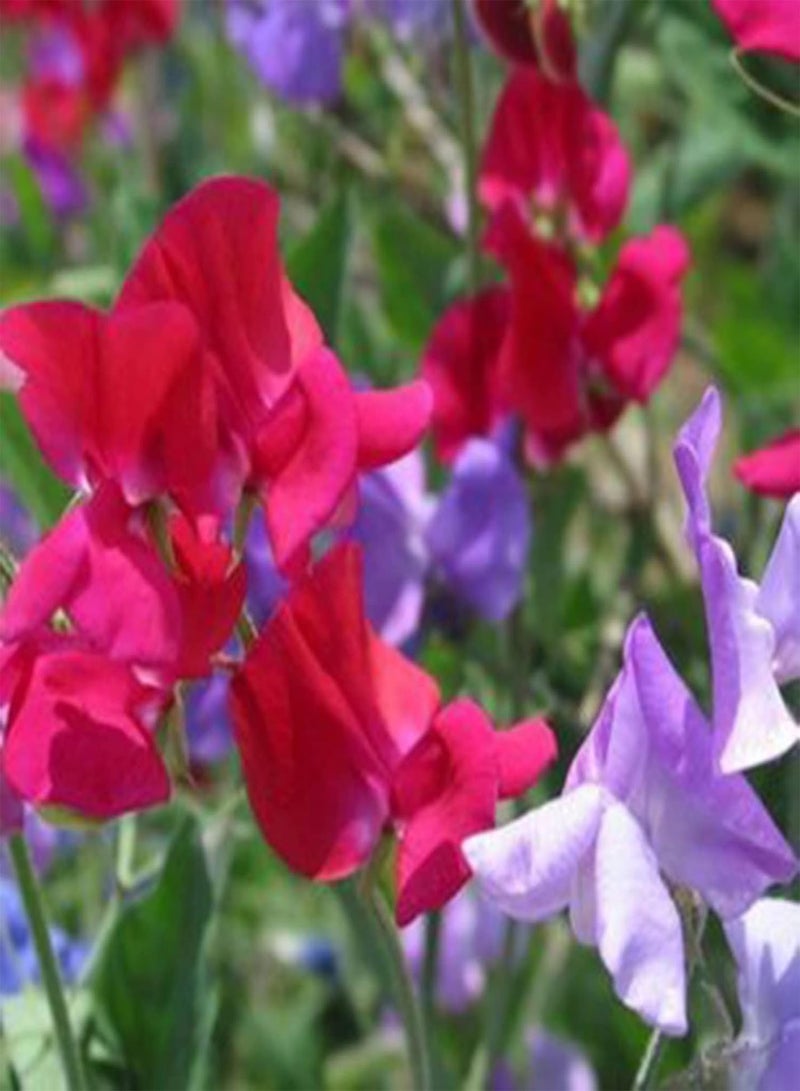 جي جوت ٥٠ قطعة من بذور زهرة البازلاء الحلوة، عبوة متنوعة | شتلات بازلاء حلوة متنوعة الألوان للزراعة المنزلية الريفية، مقاس واحد - Image 5