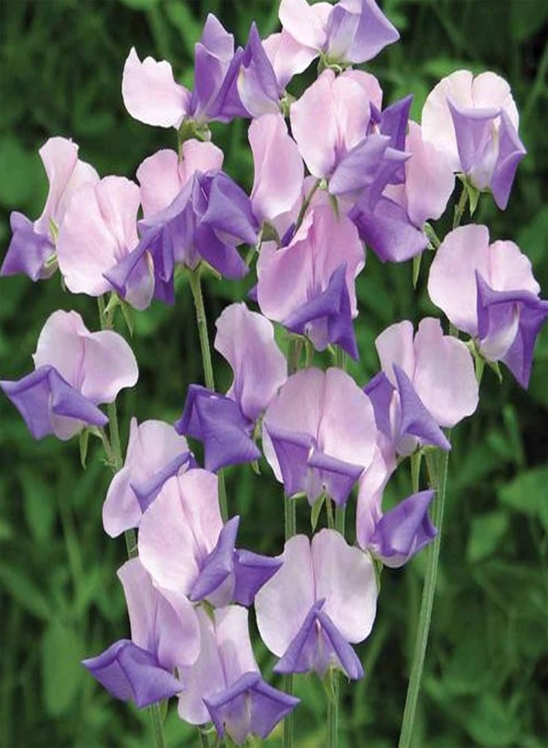 جي جوت ٥٠ قطعة من بذور زهرة البازلاء الحلوة، عبوة متنوعة | شتلات بازلاء حلوة متنوعة الألوان للزراعة المنزلية الريفية، مقاس واحد - Image 1